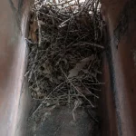 Signs You Need Animal removal chimney Dallas (And When You Don’t)