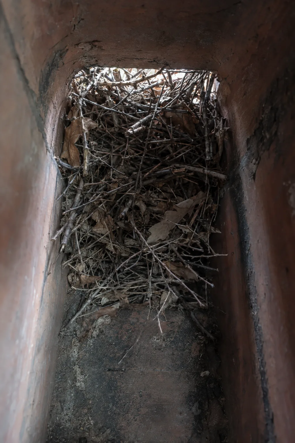 View looking up into a residential chimney flue, revealing a dense nest of twigs, leaves, and debris packed against the clay tile liner, with faint daylight visible above